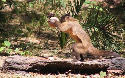 macaco