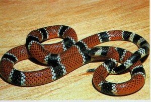 cobra