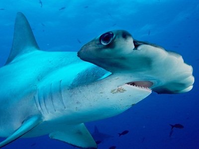 Tubarão Martelo (Hammerheads)