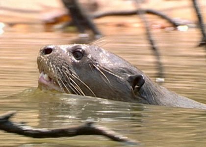 Águas de qualidade ruim ou péssima não podem receber tratamento para consumo humano nem ser usadas para irrigar lavouras