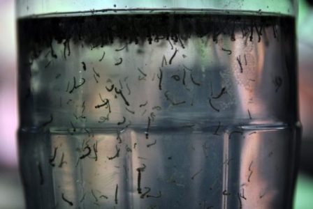 Balanço divulgado pela prefeitura aponta 22.544 ocorrências confirmadas da doença do início do ano até ontem (13)