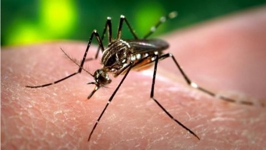 aedes-aegypti-dengue