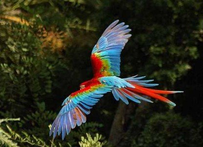 10º Encontro Brasileiro de Observação de Aves