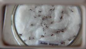 O mosquito da dengue, Aedes aegypti
