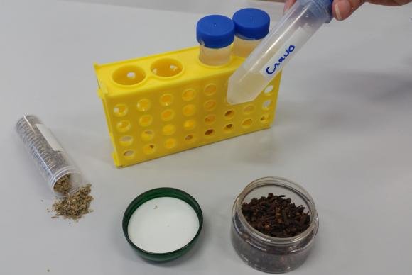 PUC/MG desenvolve pesquisa com óleos de orégano e cravo para combate ao Aedes aegypti