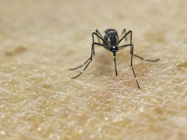 Aedes aegypti, mosquito transmissor de zika, dengue, chikungunya e febre amarela, é visto sobre pele humana em laboratório