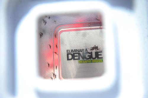 Soltura de mosquitos Aedes Aegypti portadores da bactéria Wolbachia na comunidade Tubiacanga, Ilha do Governador, desenvolvidos em laboratório da Fiocruz pelo programa Eliminar a Dengue (Elza Fiuza/Agência Brasil)