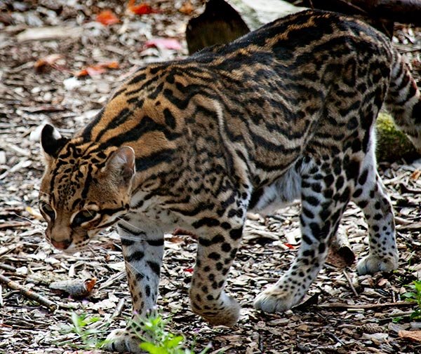 Jaguatirica encontrada em Condomínio em Sousas