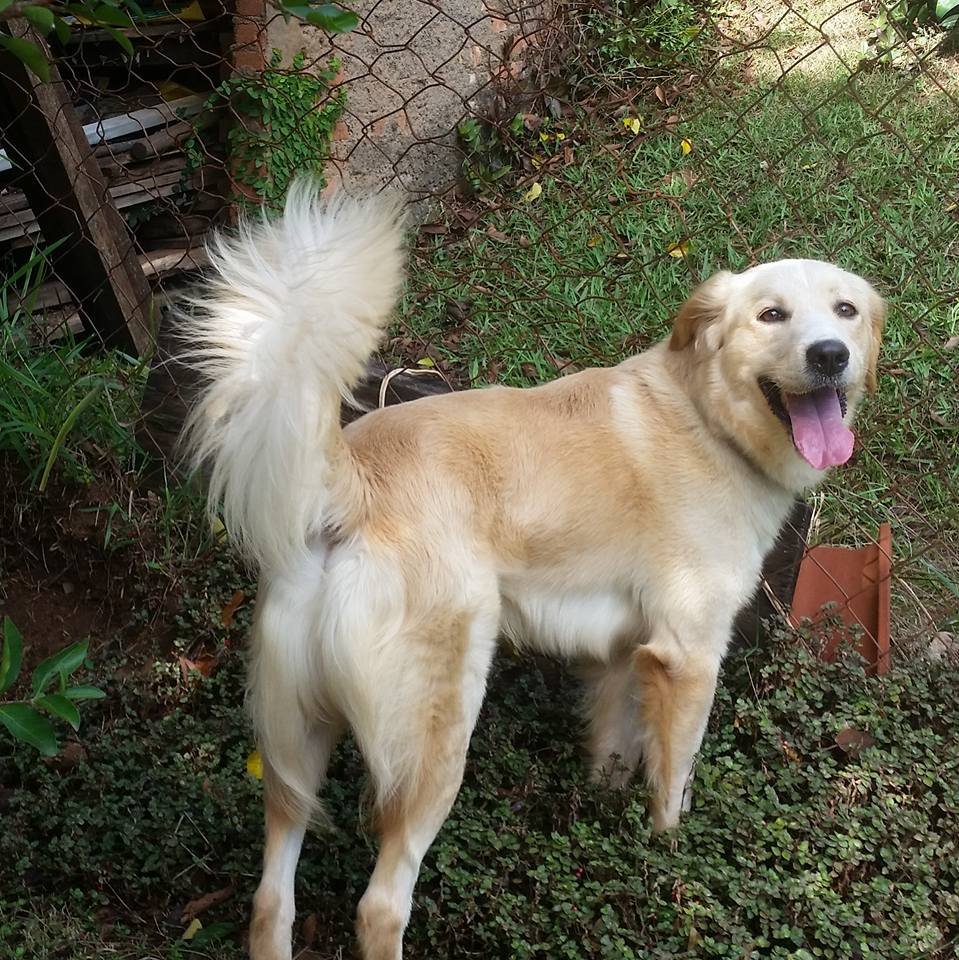 Golden Retriever 