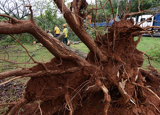 Queda das árvores foi o maior problema causado pela chuva