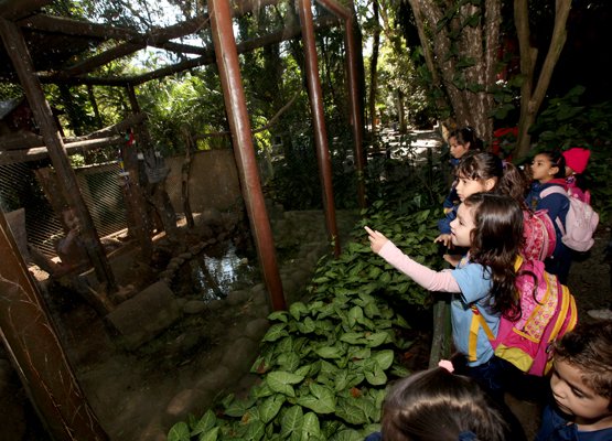 ecoferias-bosque-jequitibas-campinas