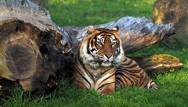 tigre_discovery-wwf