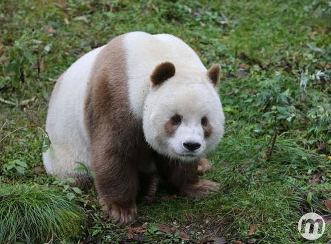 abandoned-brown-panda