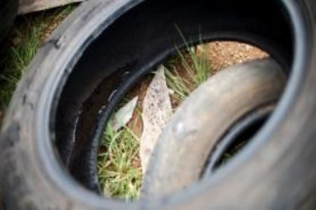 Verão aumenta incidência de mosquito Aedes aegytpi porque chuvas levam ao aumento de locais com acúmulo de água parada, onde o inseto se desenvolve