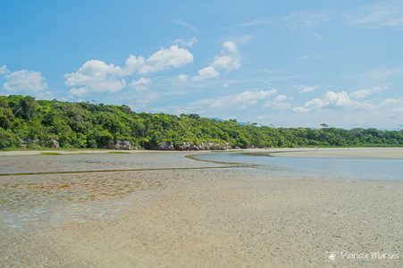 parque-estadual-restinga-de-bertioga-foto-patricia-martins