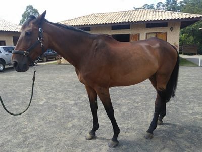 Leilao_RF_equino_viracopos