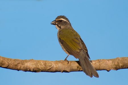 Trinca-ferro é aprecido pelo seu canto