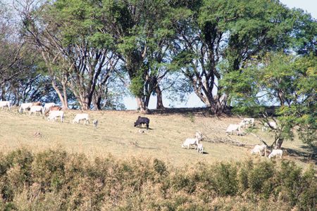 Empreendimentos rurais com turismo e agricultura