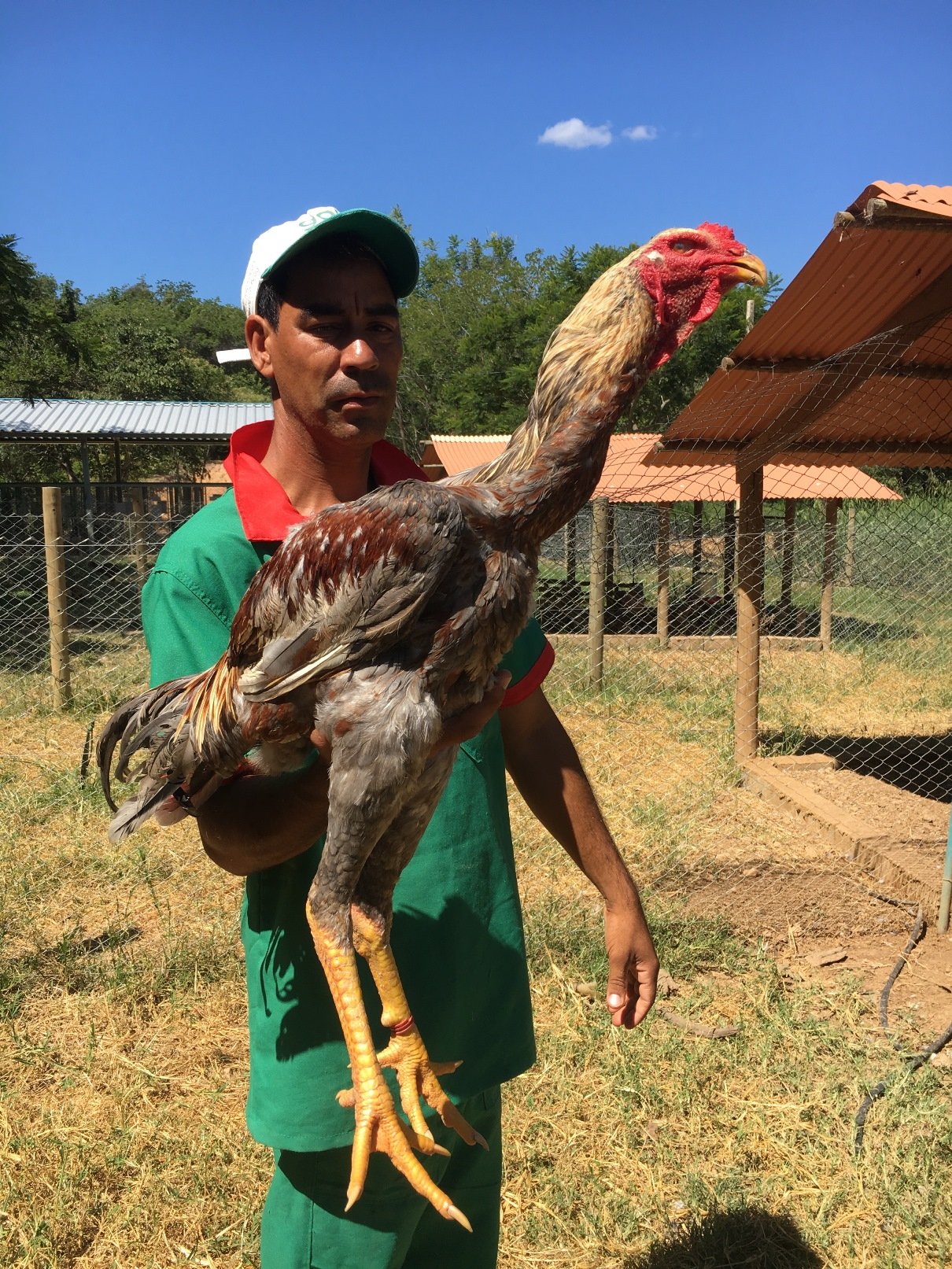 Fazenda Galo Gigante - Foto Higor Brion (11)
