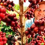 cafe-cultivo-superadensado-01