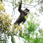 macaco-prego-17-01-2010-DSC_9096