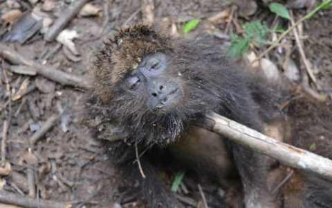 Desde o início do ano, técnicos de zoonoses monitoram primatas encontrados mortos no município do Rio de Janeiro e ainda não encontraram ameaças à saúde da população