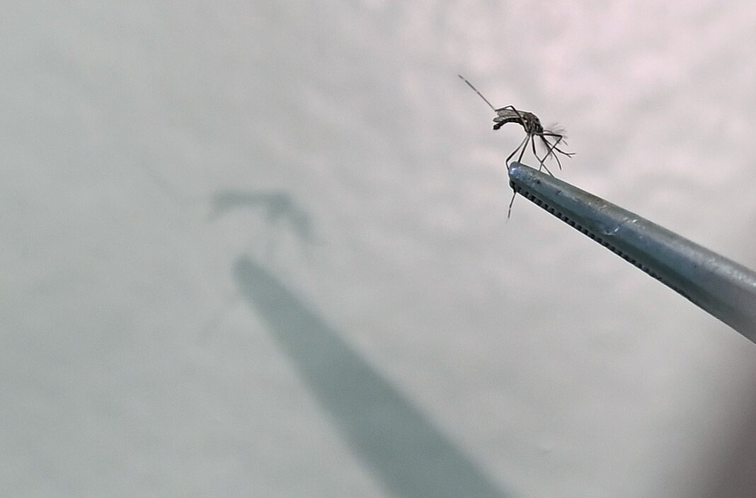 portalcbncampinas.com.br-campinas-confirma-mais-seis-mortes-por-dengue-e-atinge-17-este-ano-whatsapp-image-2025-07-02-at-17.23.43